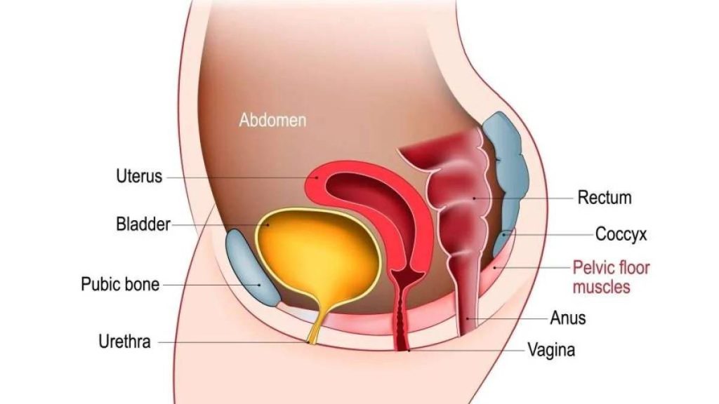 Illustration of pelvic floor muscles supporting the bladder, uterus, and rectum between the pubic bone and coccyx.