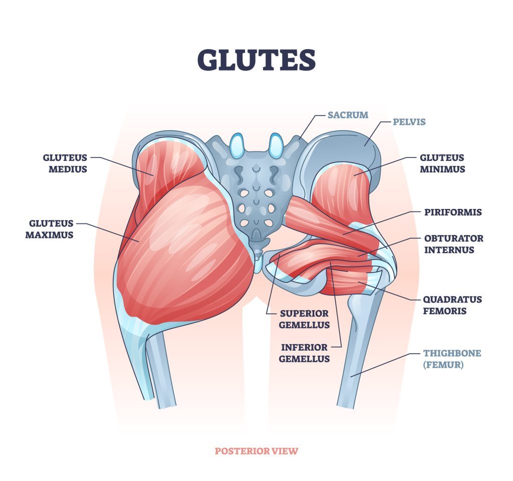 A labelled diagram of the glute muscles
