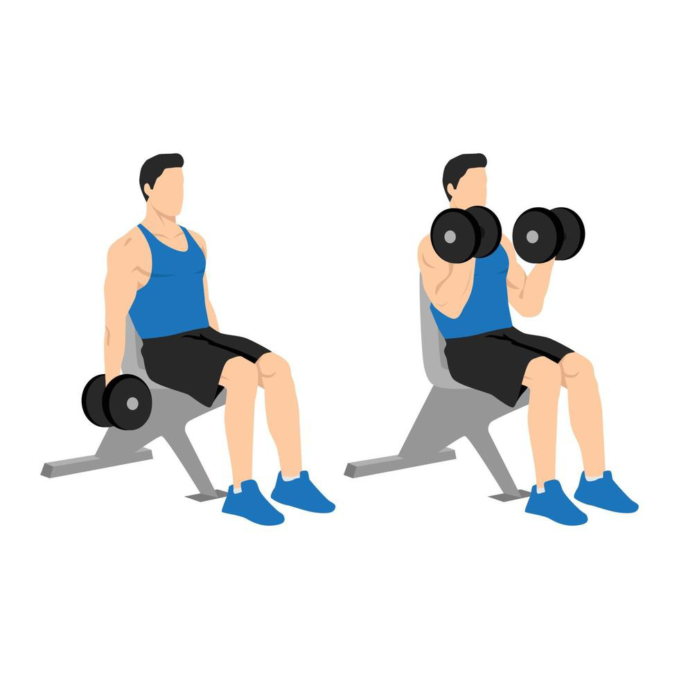 seated bicep curl exercise