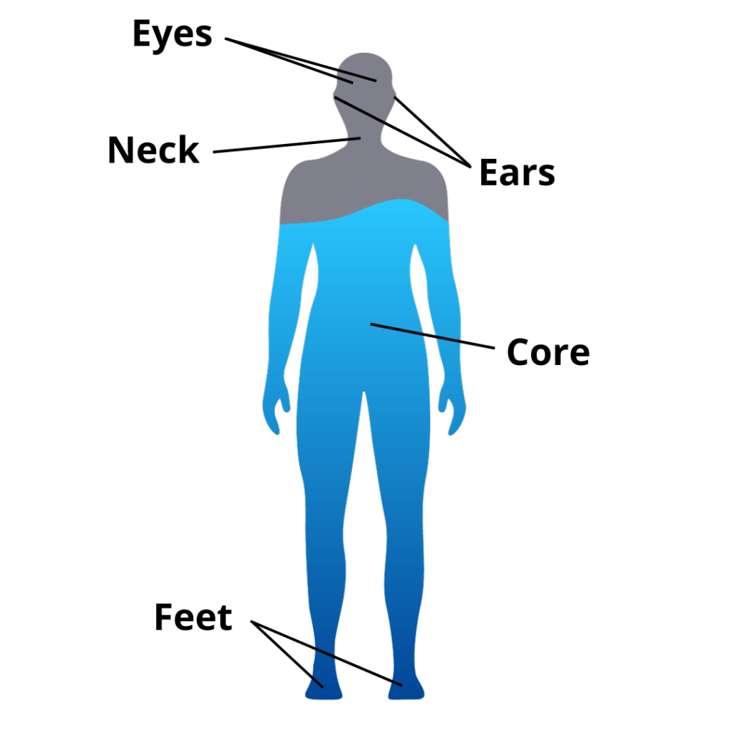The 5 main body parts involved in brain-balance connection